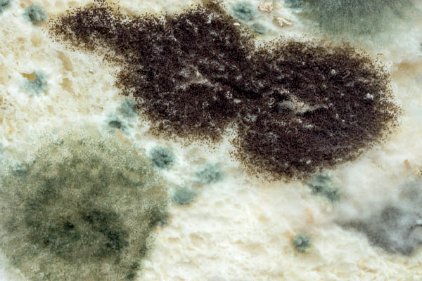 image of mold on air conditioner