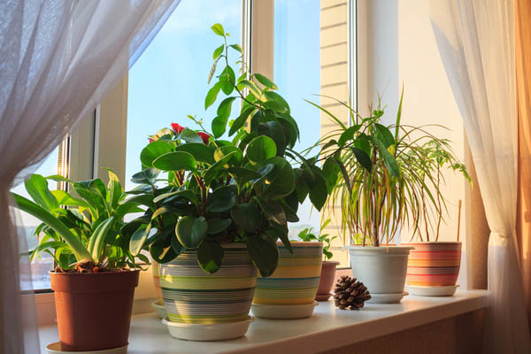 image of indoor plants depicting air quality solutions